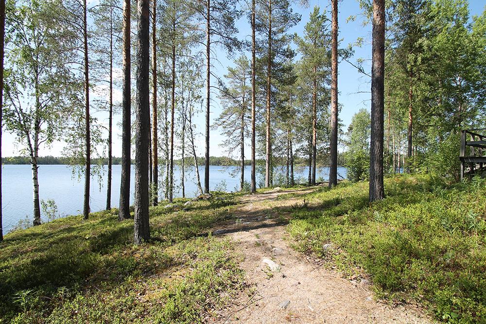 Polku metsässä, vasemmalla näkee Louetjärvi